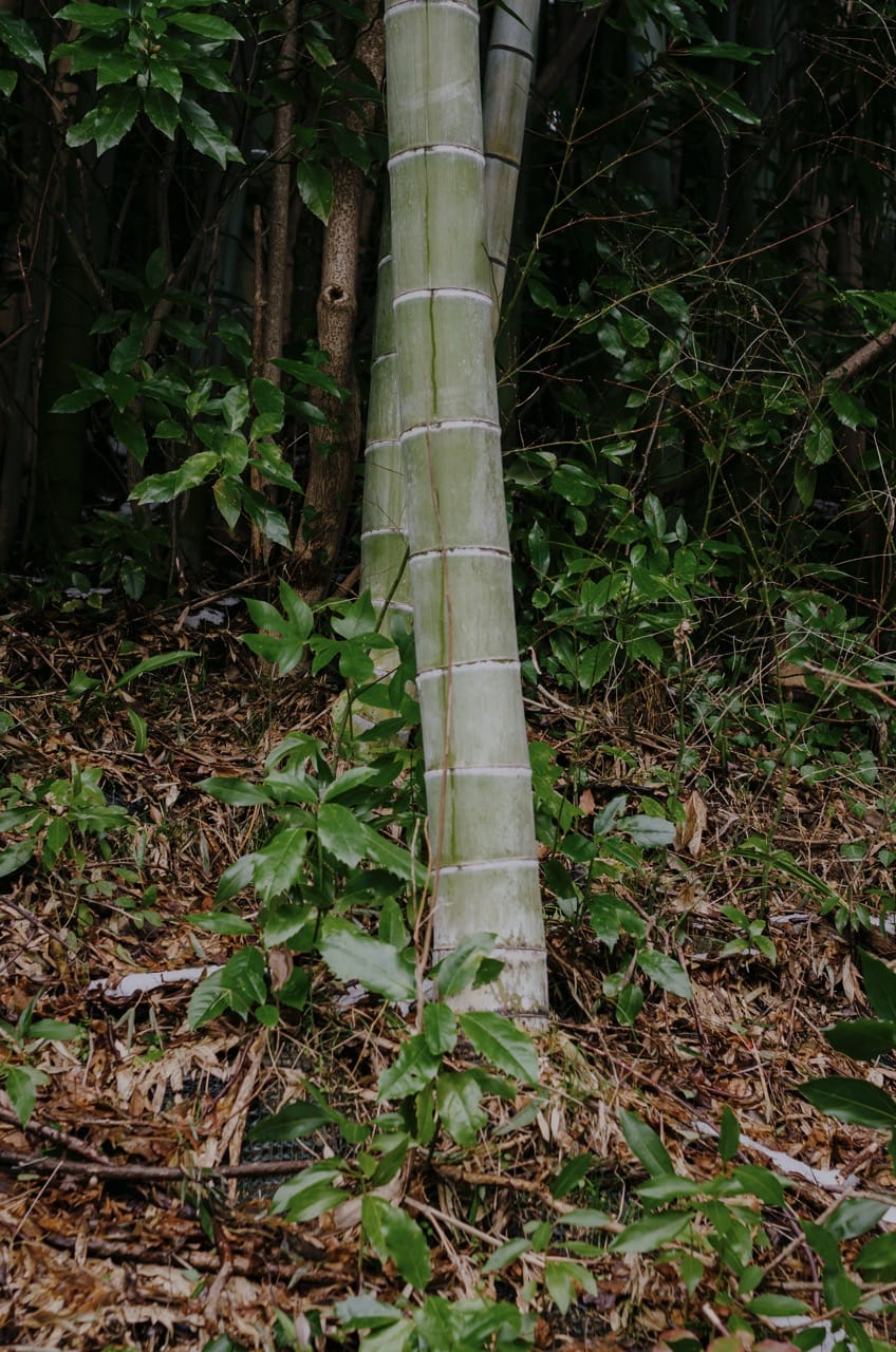 Превью Kanazawa 2024